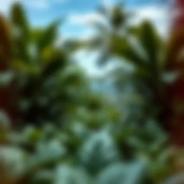 Kava Plant Landscape A scenic view of kava plants in a tropical environment